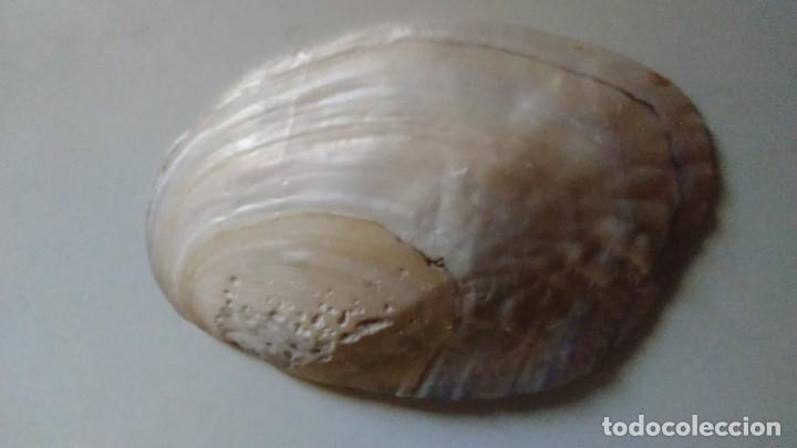 Coleccionismo de moluscos: Concha de madreperla con cinco perlas - Foto 4