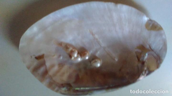 Coleccionismo de moluscos: Concha de madreperla con cinco perlas - Foto 5