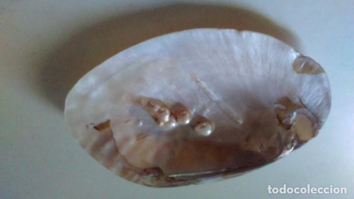Coleccionismo de moluscos: Concha de madreperla con cinco perlas - Foto 6