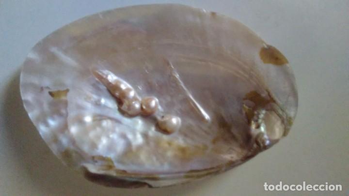 Coleccionismo de moluscos: Concha de madreperla con cinco perlas - Foto 7