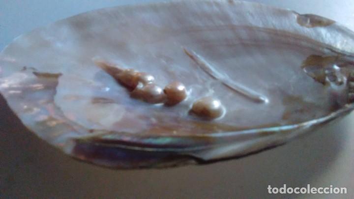 Coleccionismo de moluscos: Concha de madreperla con cinco perlas - Foto 9