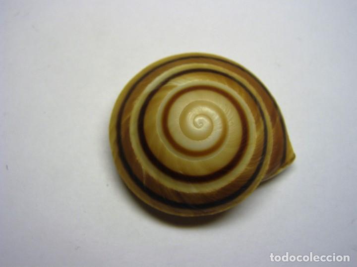 Caracol Caracolus Sagemon Exuberans Cuba Buy Malacology At Todocoleccion 103985955