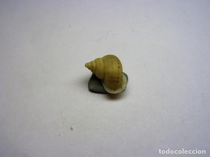Coleccionismo de moluscos: Caracol eutodorisca jimenoi. Cuba. - Foto 1