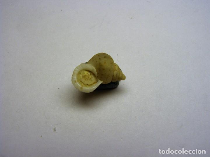 Coleccionismo de moluscos: Caracol eutodorisca jimenoi. Cuba. - Foto 2