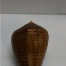 Coleccionismo de moluscos: CARACOLA CONO,75 MM LONGITUD (TANZANIA). Lote 104805311