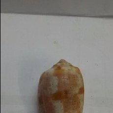 Coleccionismo de moluscos: CARACOLA CONO,CONUS TULIPA,60 MM. Lote 104955815