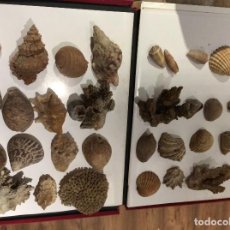 Coleccionismo de moluscos: LOTE DE CONCHAS,CARACOLAS....