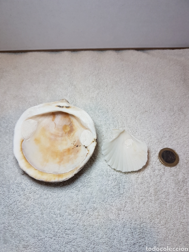 Coleccionismo de moluscos: 2 CONCHAS MARINAS AUTENTICAS - Foto 1