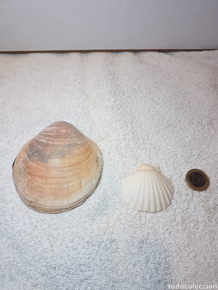 Coleccionismo de moluscos: 2 CONCHAS MARINAS AUTENTICAS - Foto 2