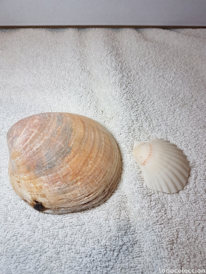 Coleccionismo de moluscos: 2 CONCHAS MARINAS AUTENTICAS - Foto 3