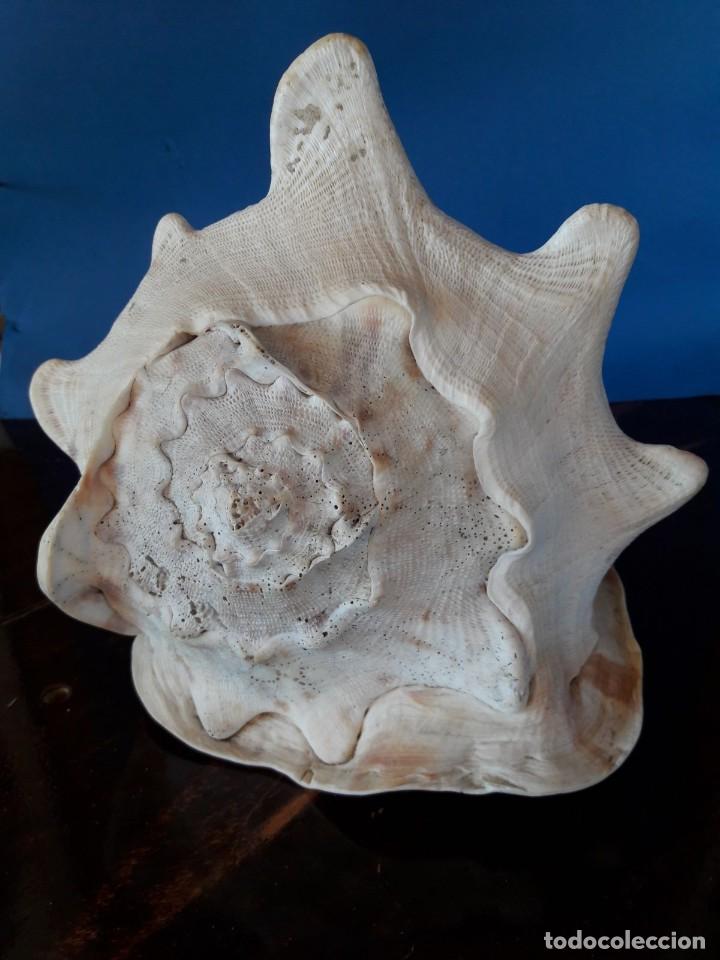 Coleccionismo de moluscos: caracola marina strombus - Foto 1