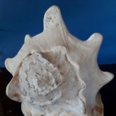 Coleccionismo de moluscos: CARACOLA MARINA STROMBUS