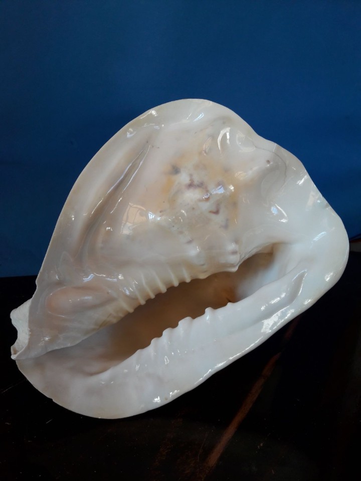 Coleccionismo de moluscos: caracola marina strombus - Foto 3
