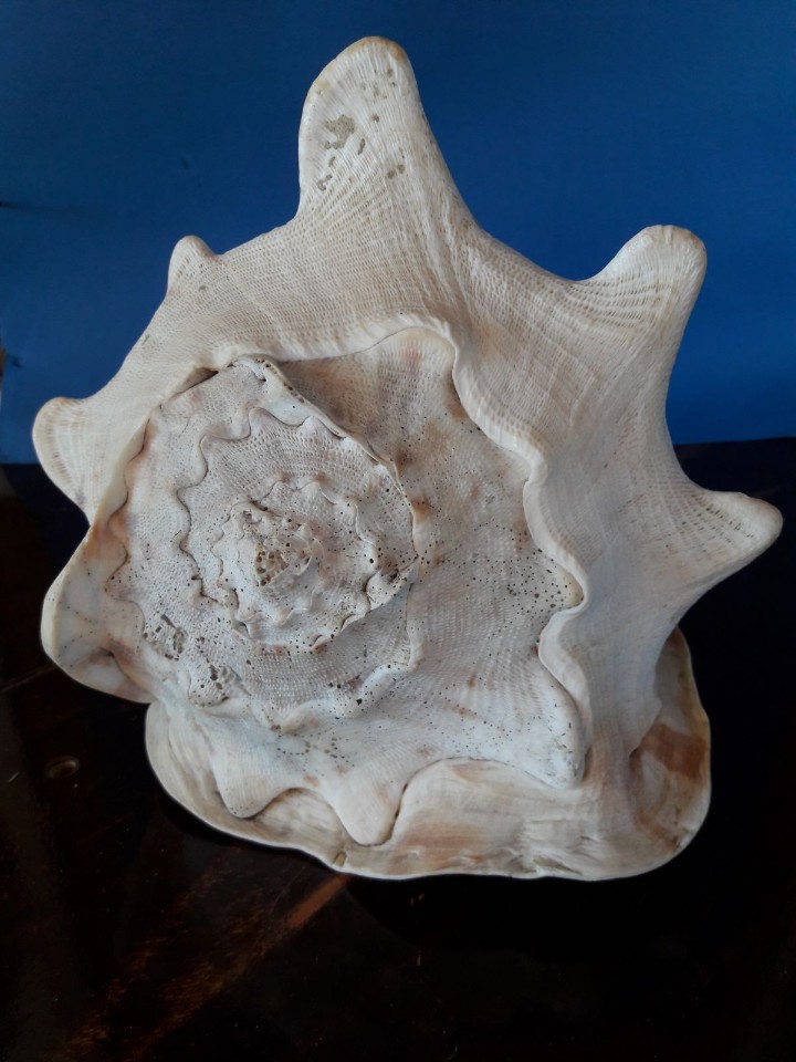 Coleccionismo de moluscos: caracola marina strombus - Foto 4