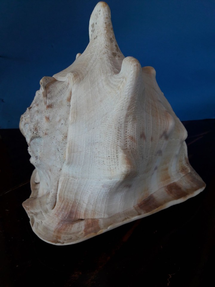 Coleccionismo de moluscos: caracola marina strombus - Foto 5