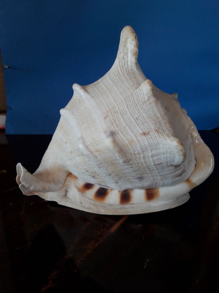 Coleccionismo de moluscos: caracola marina strombus - Foto 6