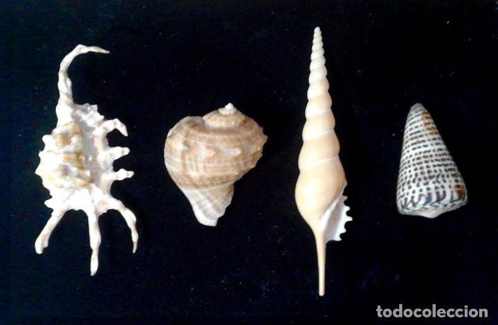 Coleccionismo de moluscos: lote 4 conchas marinas - Foto 1