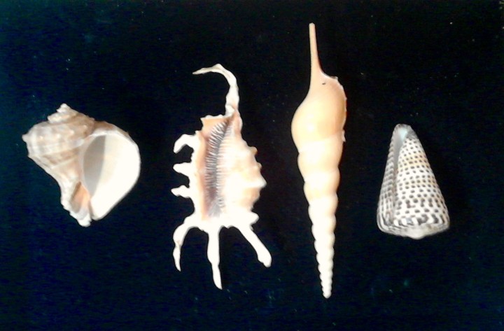 Coleccionismo de moluscos: lote 4 conchas marinas - Foto 2