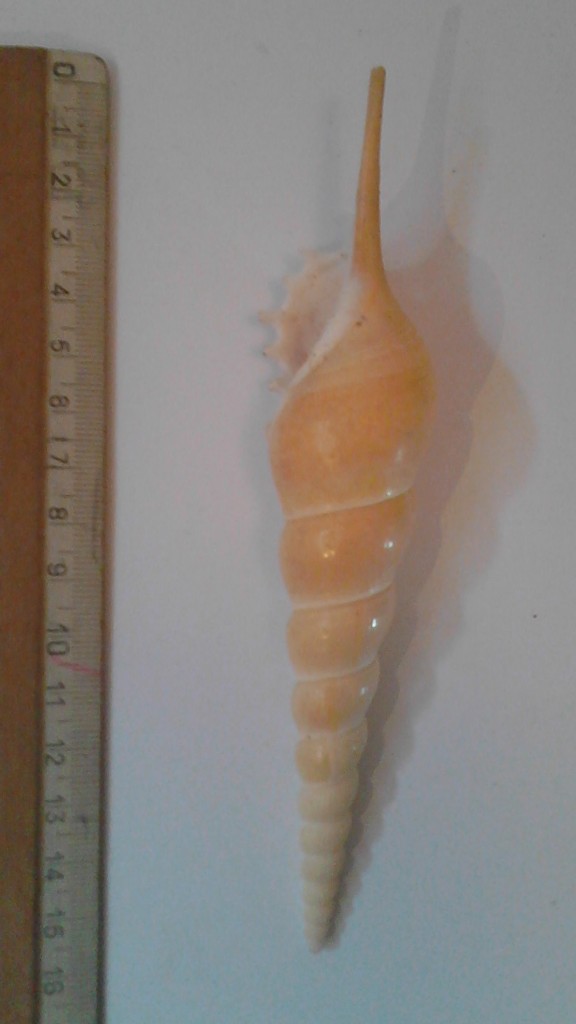 Coleccionismo de moluscos: lote 4 conchas marinas - Foto 3