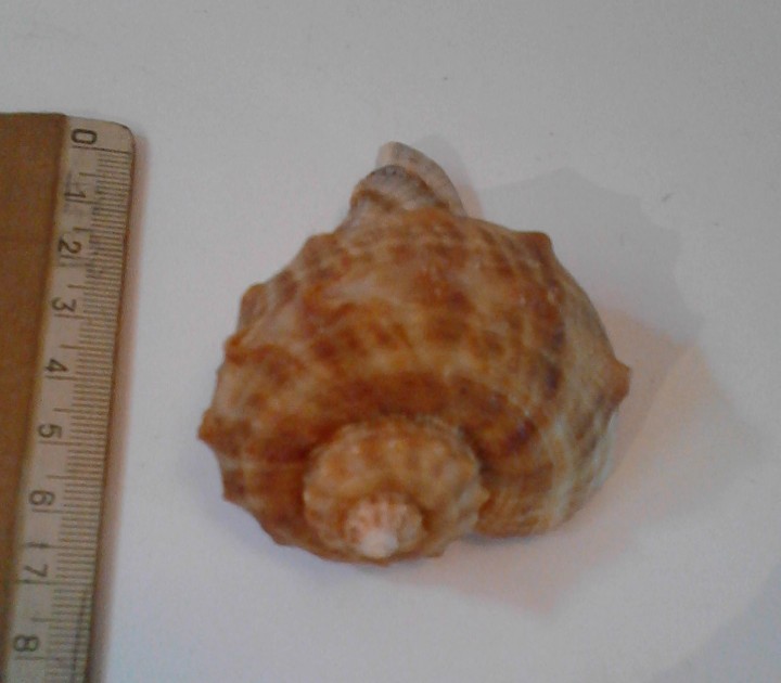 Coleccionismo de moluscos: lote 4 conchas marinas - Foto 4