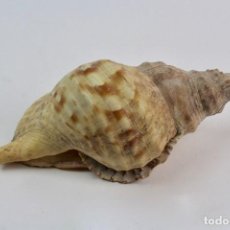 Coleccionismo de moluscos: CARACOLA DE MAR.