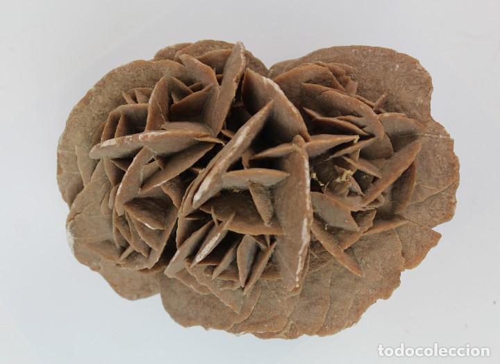 Coleccionismo de moluscos: GRAN ROSA DEL DESIERTO. - Foto 5