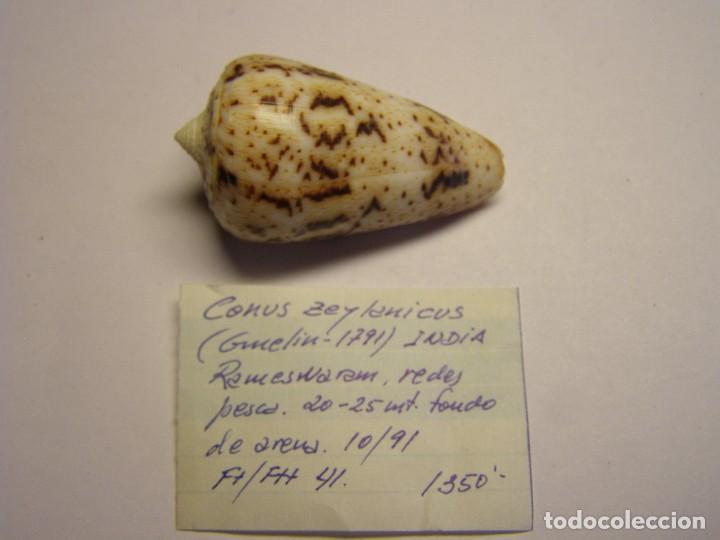 Coleccionismo de moluscos: Caracol Conus ceylanicus, India. - Foto 1