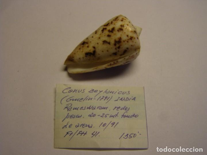 Coleccionismo de moluscos: Caracol Conus ceylanicus, India. - Foto 2