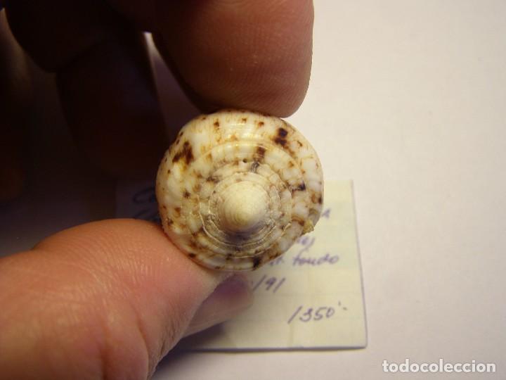 Coleccionismo de moluscos: Caracol Conus ceylanicus, India. - Foto 3