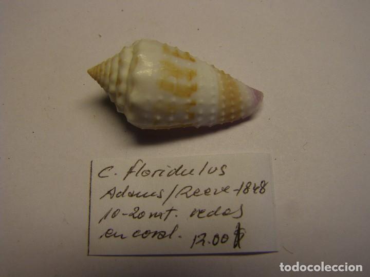 Coleccionismo de moluscos: Caracol Conus floridulus. - Foto 1