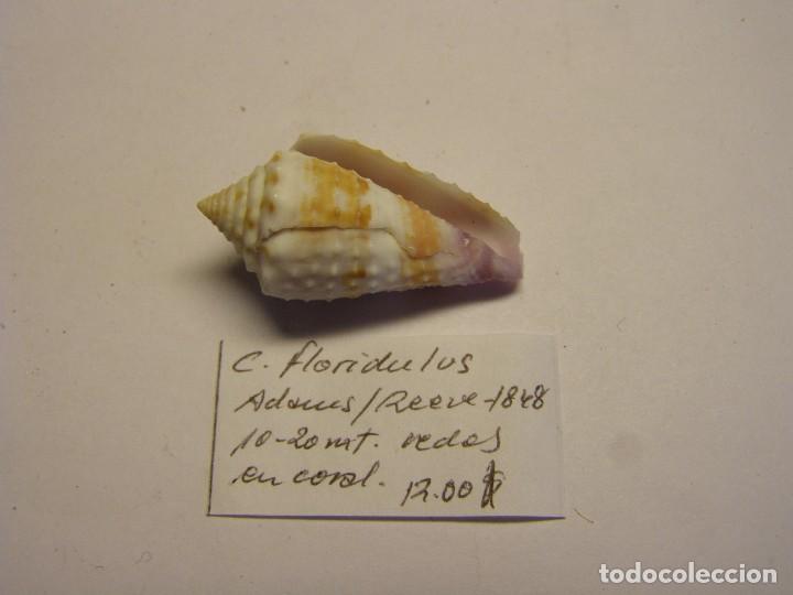 Coleccionismo de moluscos: Caracol Conus floridulus. - Foto 2