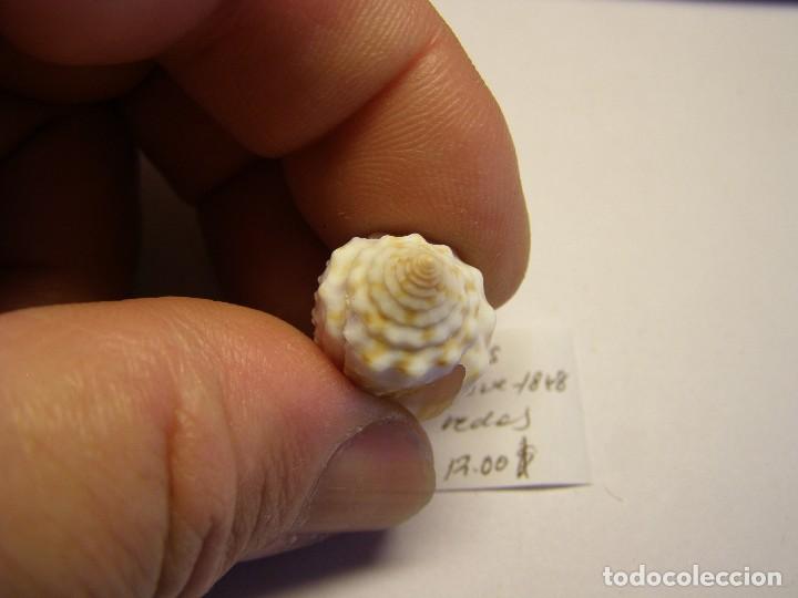Coleccionismo de moluscos: Caracol Conus floridulus. - Foto 3
