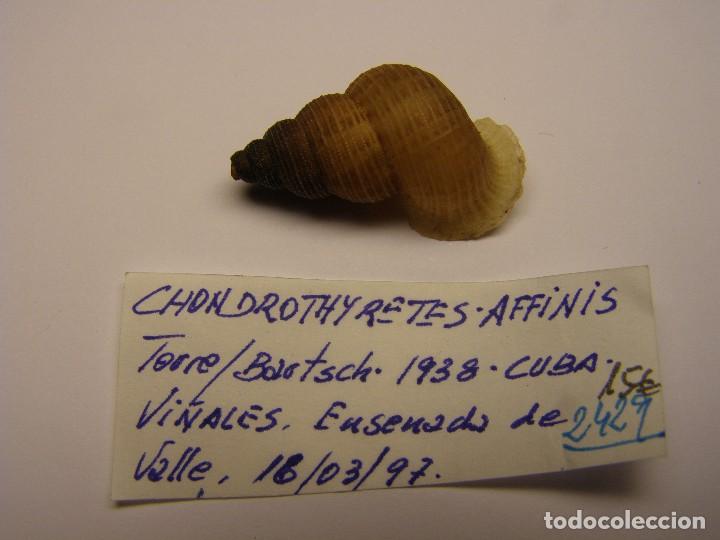 Coleccionismo de moluscos: Caracol chondrothyretes affinis, Cuba. - Foto 1