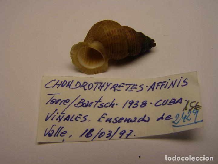Coleccionismo de moluscos: Caracol chondrothyretes affinis, Cuba. - Foto 2