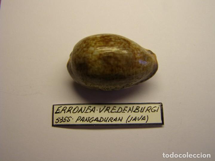 Coleccionismo de moluscos: Caracol cypraea erronea vredenburgi, Java. - Foto 1