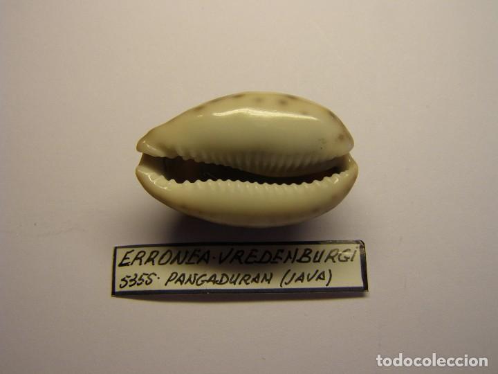 Coleccionismo de moluscos: Caracol cypraea erronea vredenburgi, Java. - Foto 2