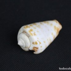 Coleccionismo de moluscos: STROMBUS DECORUS Y CONUS QUERCINUS,COLECCIÓN BOLAFFI-TORINO,EN ESTUCHE.. Lote 349452284