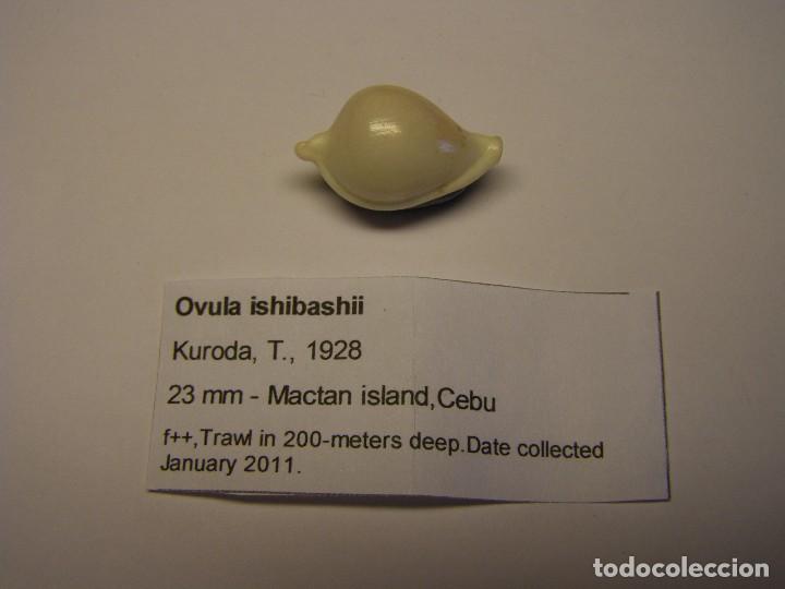 Coleccionismo de moluscos: Caracol ovula Ishibashii. - Foto 1