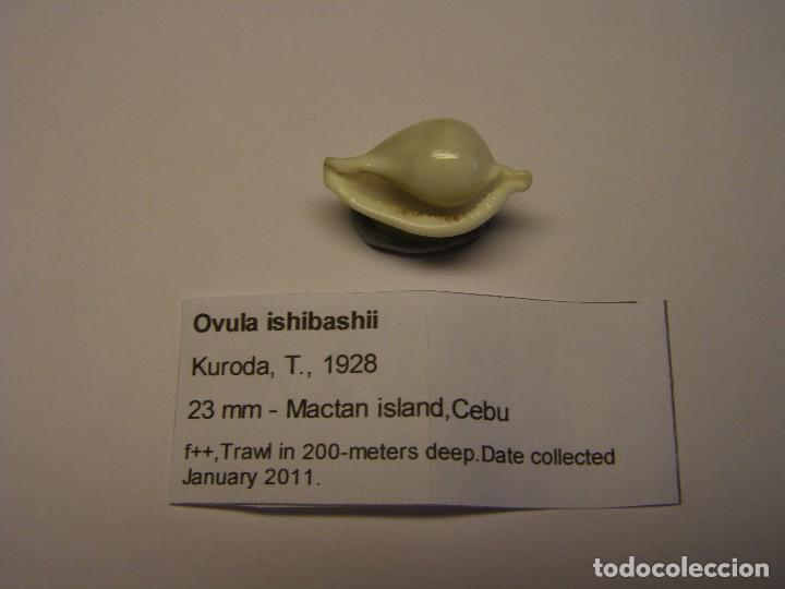 Coleccionismo de moluscos: Caracol ovula Ishibashii. - Foto 2