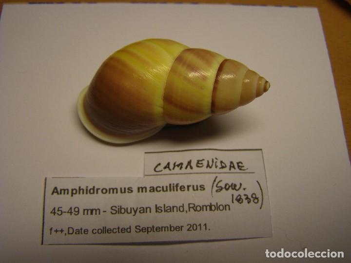 Coleccionismo de moluscos: Caracol Amphidromus maculiferus, Romblon. - Foto 1