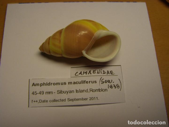Coleccionismo de moluscos: Caracol Amphidromus maculiferus, Romblon. - Foto 2