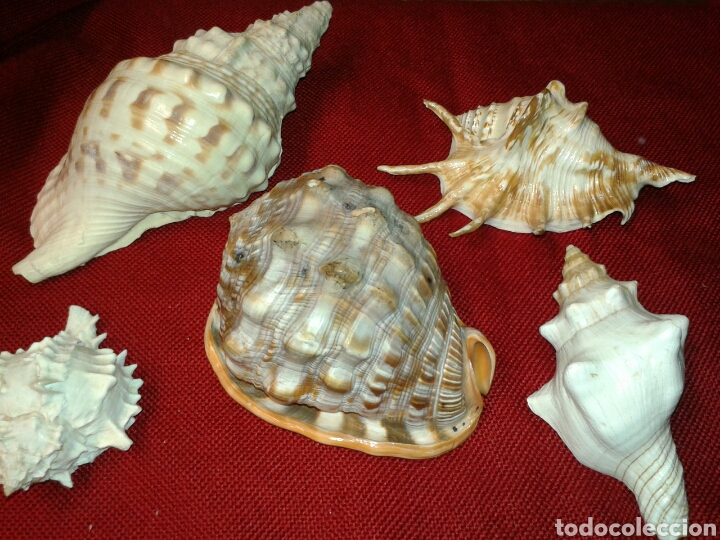 Coleccionismo de moluscos: CINCO CARACOLAS DE MAR - Foto 1 - 128393342