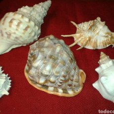 Coleccionismo de moluscos: CINCO CARACOLAS DE MAR. Lote 128393342