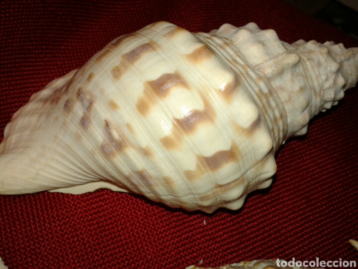 Coleccionismo de moluscos: CINCO CARACOLAS DE MAR - Foto 6 - 128393342