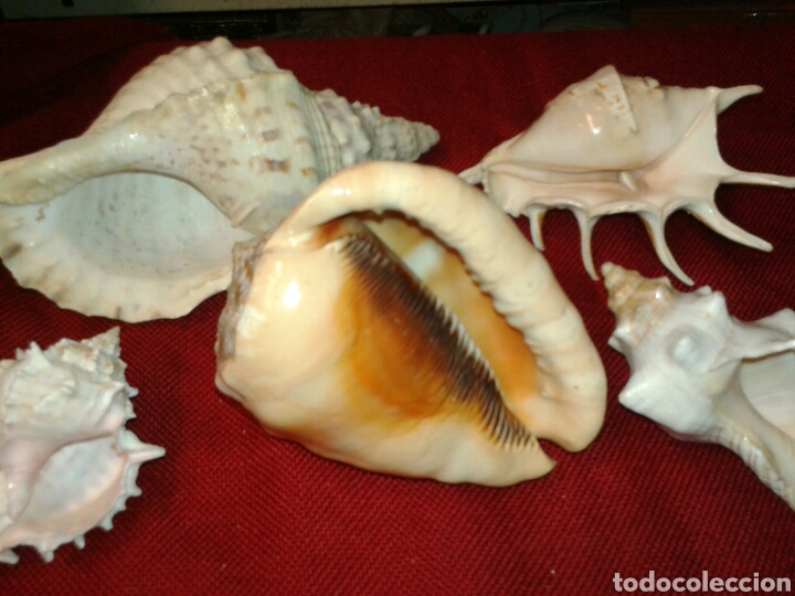 Coleccionismo de moluscos: CINCO CARACOLAS DE MAR - Foto 8 - 128393342