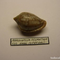 Collezionismo di molluschi: CARACOL MARGINELLA HELMATINA, SENEGAL.