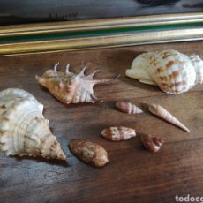Coleccionismo de moluscos: CARACOLAS MARINAS. Lote 132635309