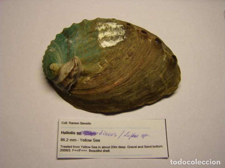 Coleccionismo de moluscos: Caracol haliotis discus. China. - Foto 1