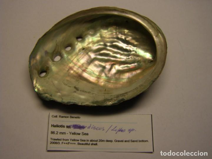 Coleccionismo de moluscos: Caracol haliotis discus. China. - Foto 2