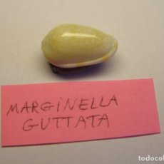 Collezionismo di molluschi: CARACOL MARGINELLA GUTTATA. 